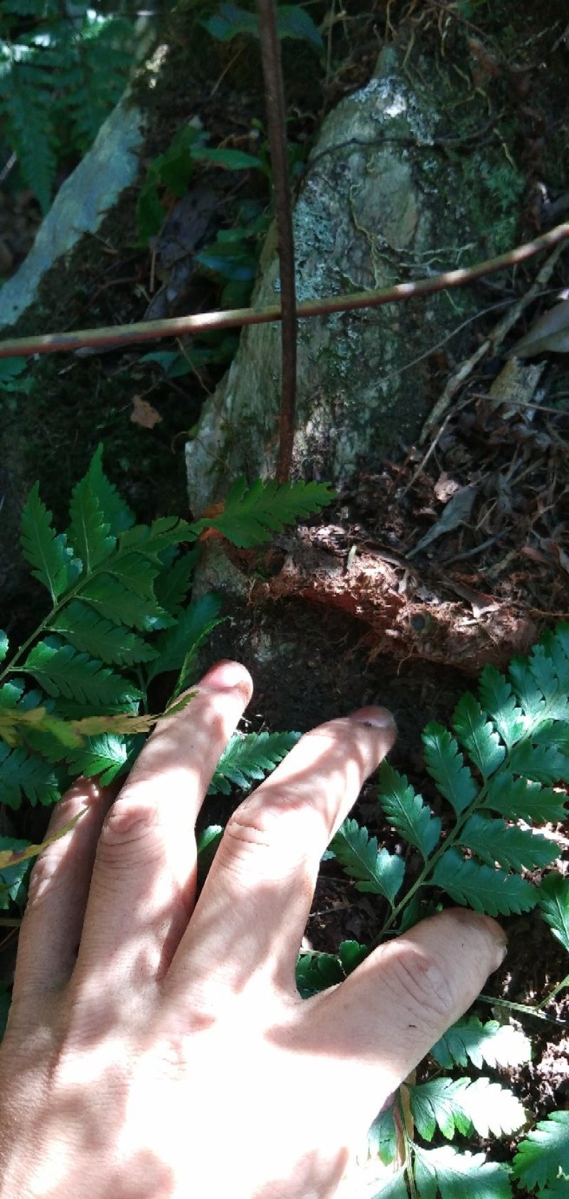 骨碎补黄狗小叶石岩姜纯野生鲜货