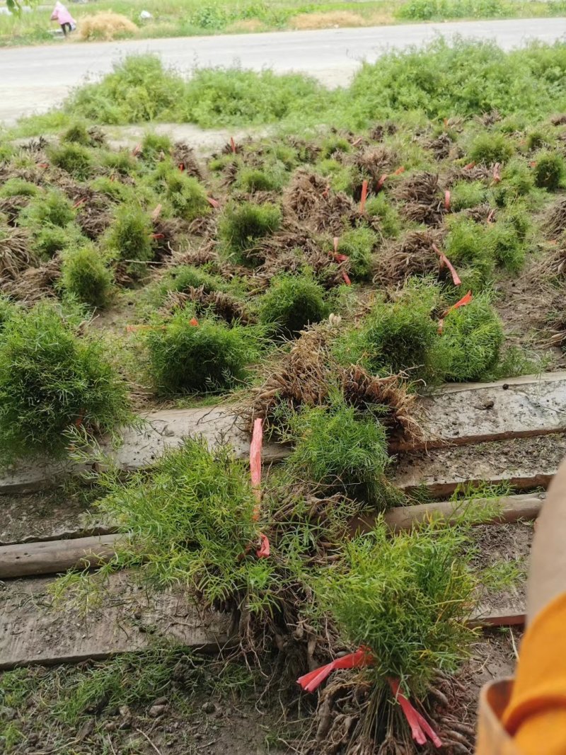 良种大天冬，质优价廉，极易成活，成活率高，免费提供种植。