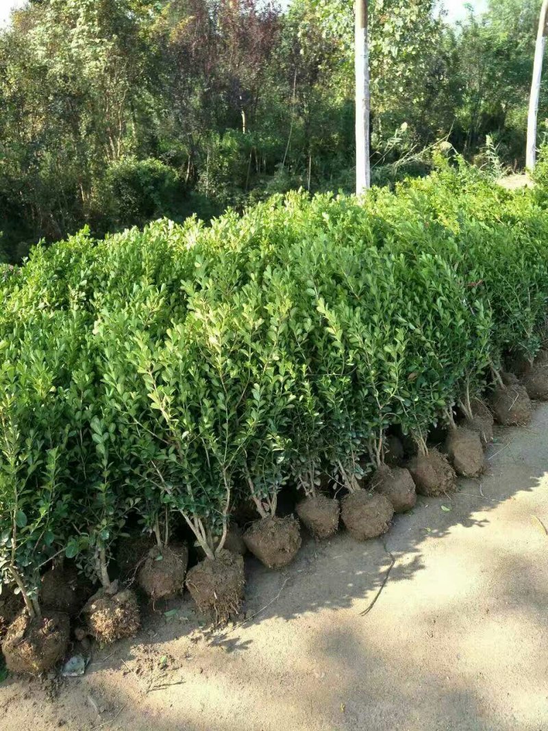 小叶黄杨分苗20-30公分高1000万棵低价抛售
