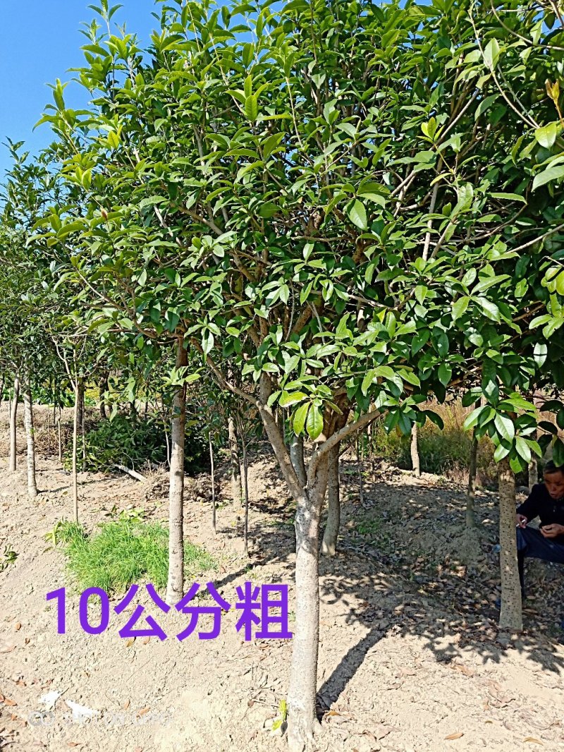 【包邮】桂花大树金桂丹桂庭院工程桂花树地栽浓香型四季桂花