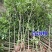 【包邮】桂花大树金桂丹桂庭院工程桂花树地栽浓香型四季桂花