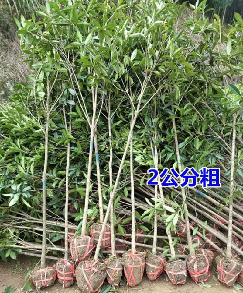 【包邮】桂花大树金桂丹桂庭院工程桂花树地栽浓香型四季桂花