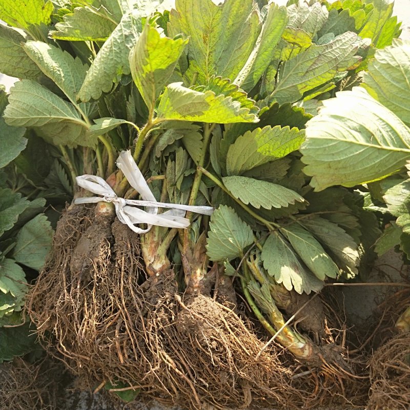 草莓苗甜查理草莓多少钱一棵