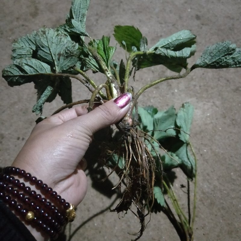 草莓苗甜查理草莓多少钱一棵