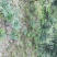 魔芋种子商品魔芋销售收购
