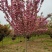 2-15cm樱花.日本樱花.高杆樱花.苗圃直销，质量保证