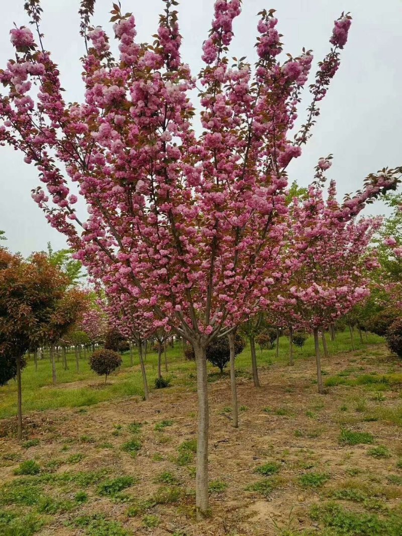 2-15cm樱花.日本樱花.高杆樱花.苗圃直销，质量保证