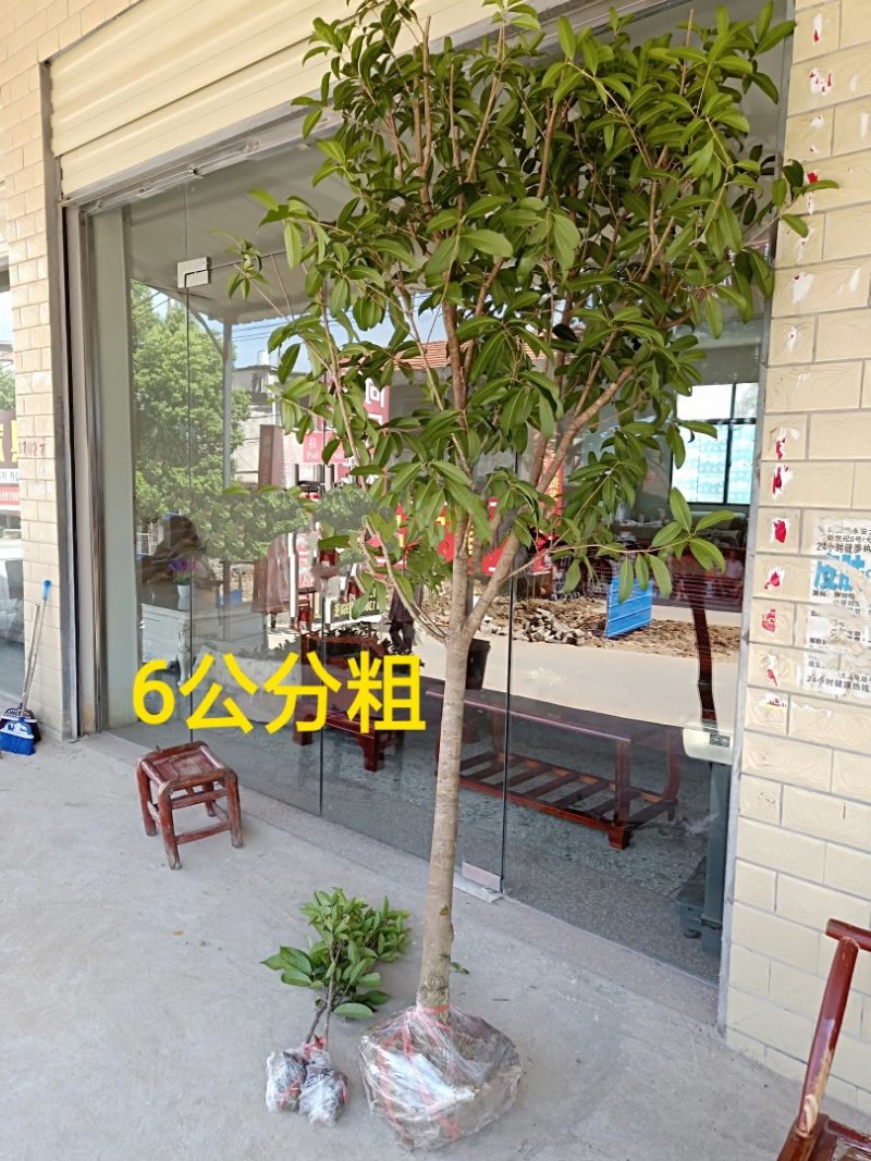 【包邮】桂花大树金桂丹桂庭院工程桂花树地栽浓香型四季桂花