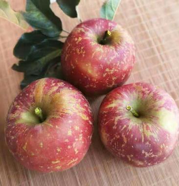 新鲜苹果带箱10斤昭通丑苹果当季水果云南高原丑苹果电商专
