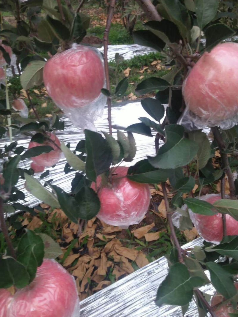 万荣高村优质产区纸袋或纸十膜富士《冷库货》大量出库中。