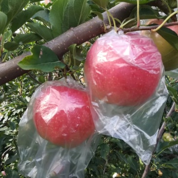 万荣高村优质产区纸袋或纸十膜富士《冷库货》大量出库中。
