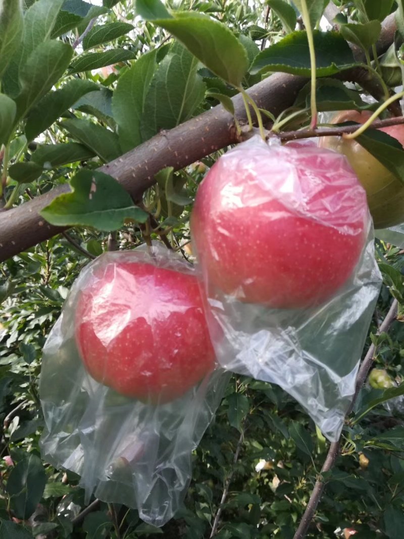 万荣高村优质产区纸袋或纸十膜富士《冷库货》大量出库中。