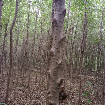 直杆榆树，小叶榆树，鲁西北榆树苗基地农户直销