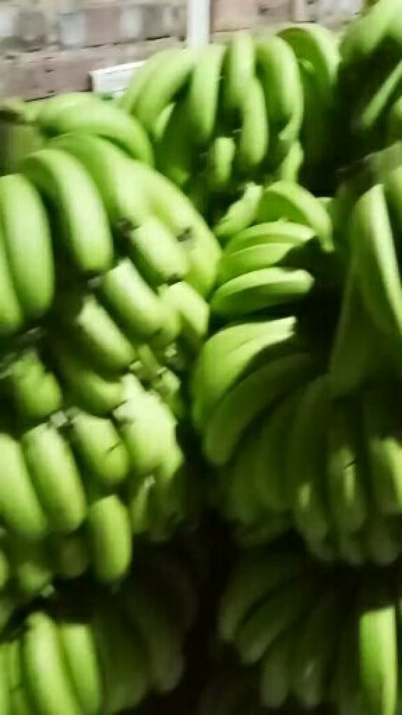 精品香蕉0.95，多年代办，货源充足