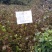 供应规格优质山茱萸苗，山茱萸苗种植基地供应。