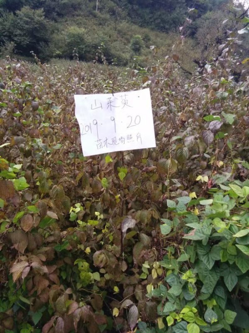 供应规格优质山茱萸苗，山茱萸苗种植基地供应。