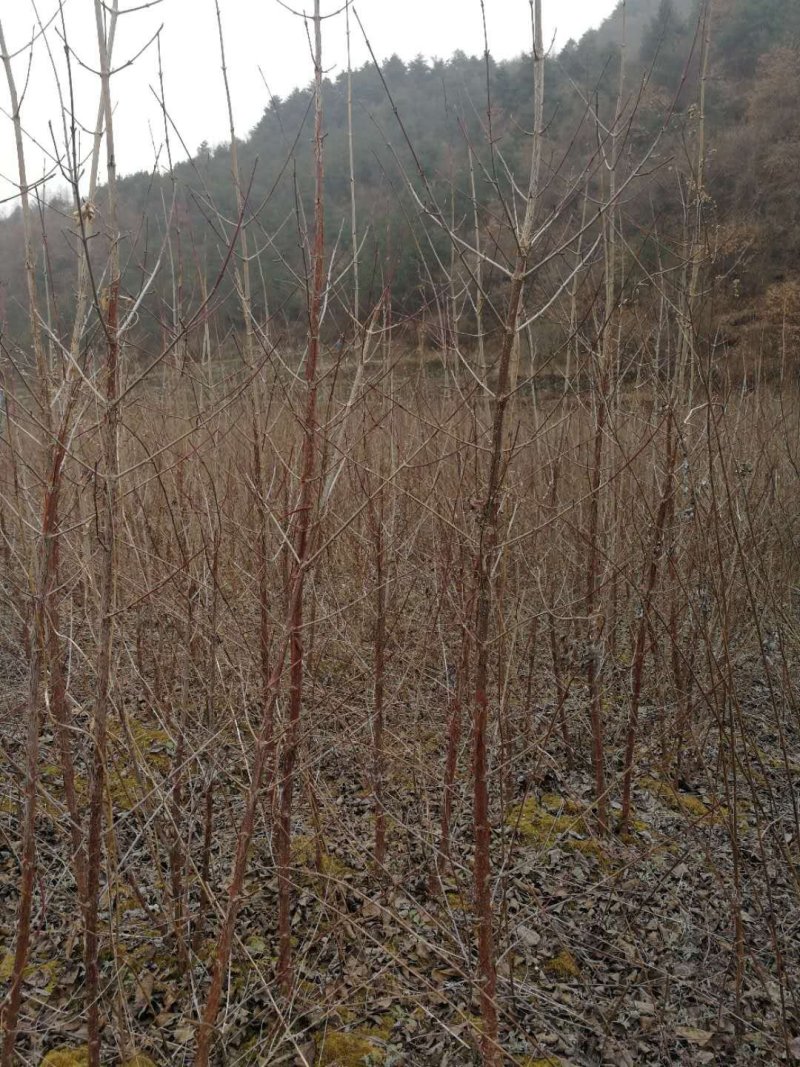 供应规格优质山茱萸苗，山茱萸苗种植基地供应。