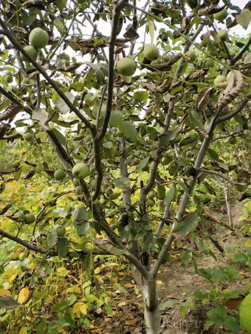 新品种，山核桃，冠核一号，