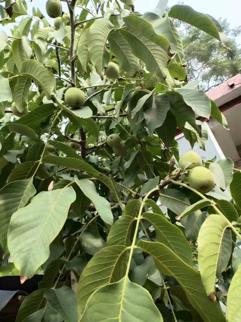 新品种，山核桃，冠核一号，