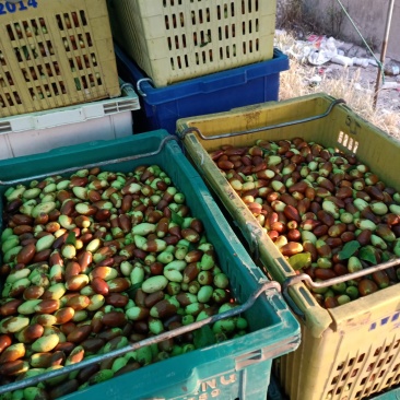马牙枣