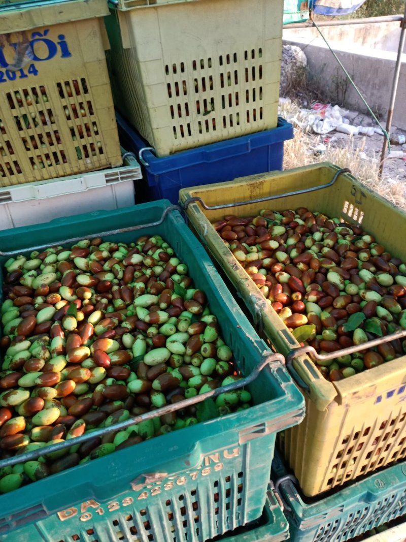 马牙枣