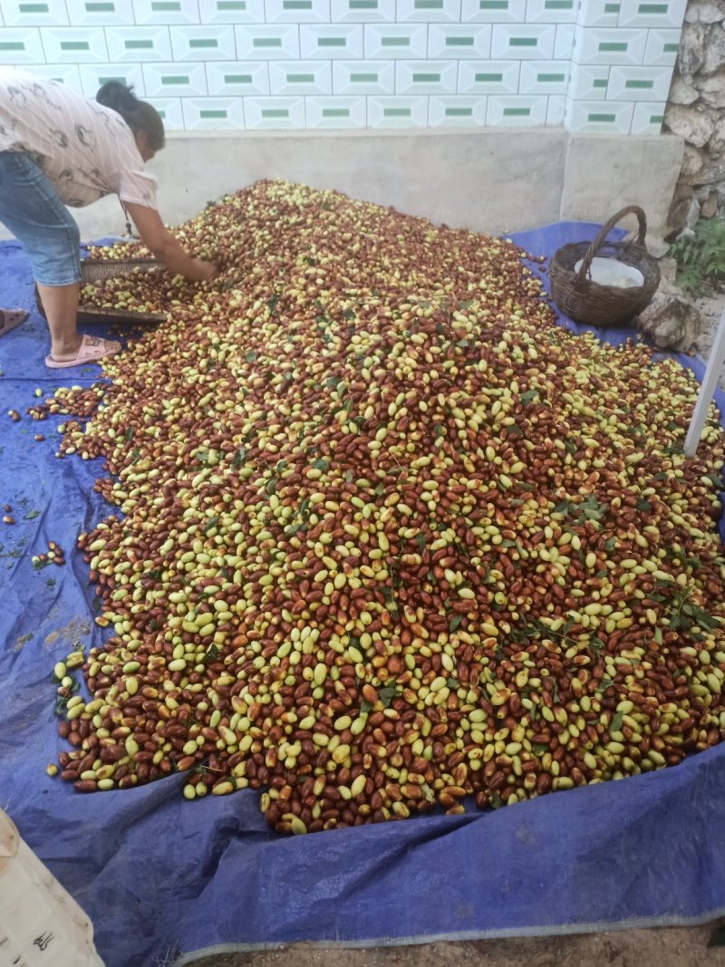 马牙枣