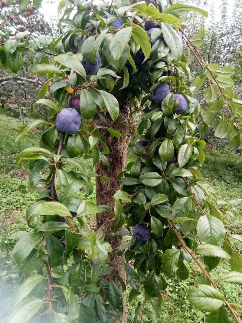 脆红李