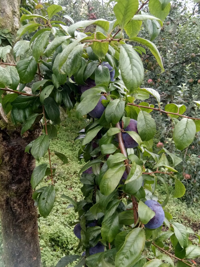 脆红李