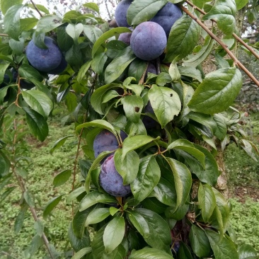 脆红李