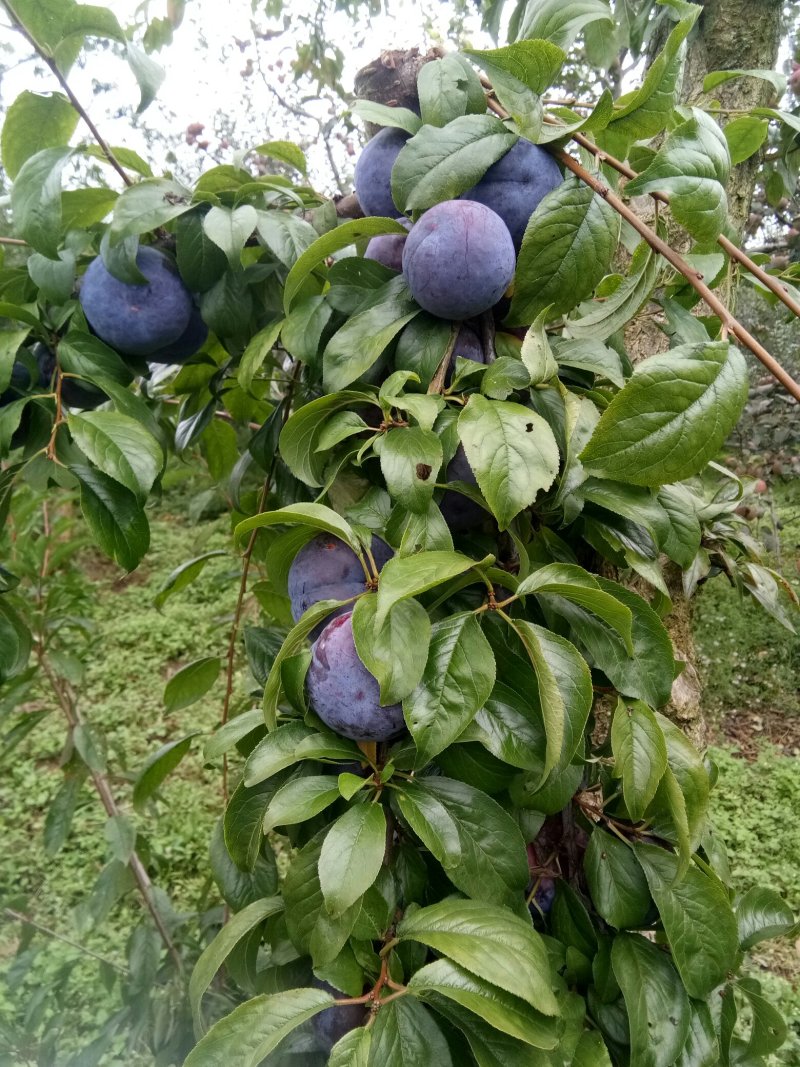 脆红李