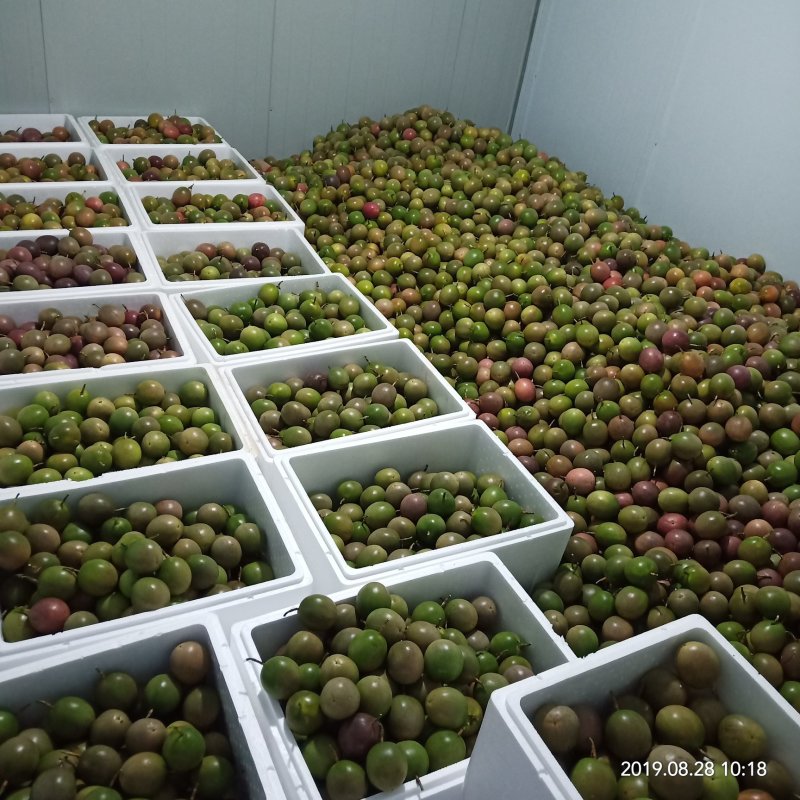 百香果中果大果精品大果