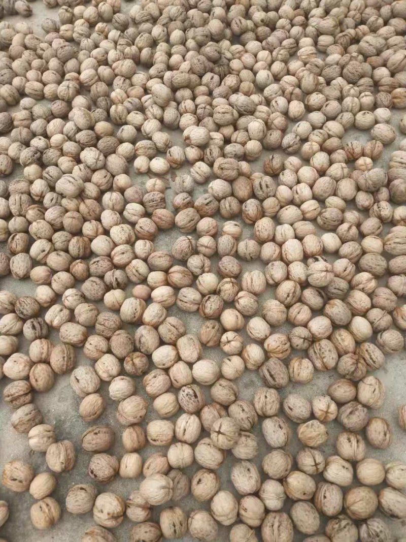 新品种，山核桃，冠核一号，