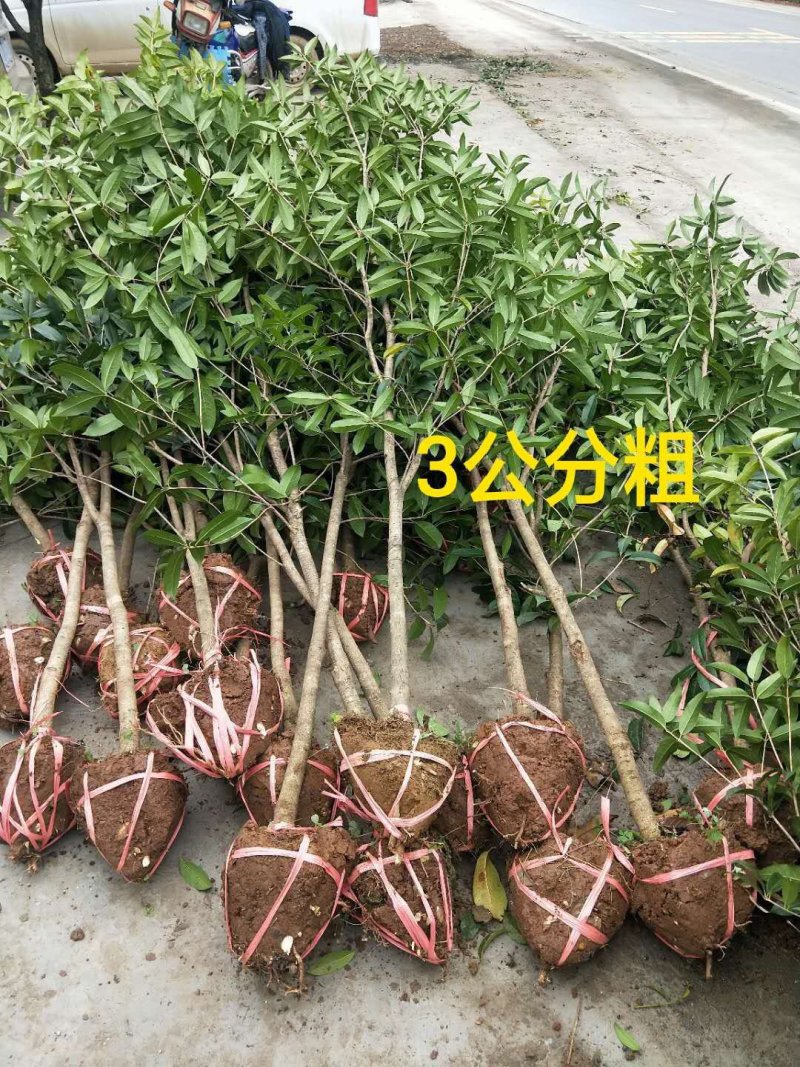 【包邮】桂花大树金桂丹桂庭院工程桂花树地栽浓香型四季桂花