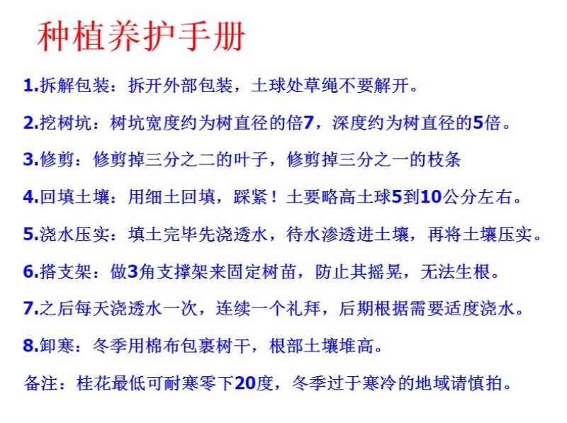 【包邮】桂花大树金桂丹桂庭院工程桂花树地栽浓香型四季桂花