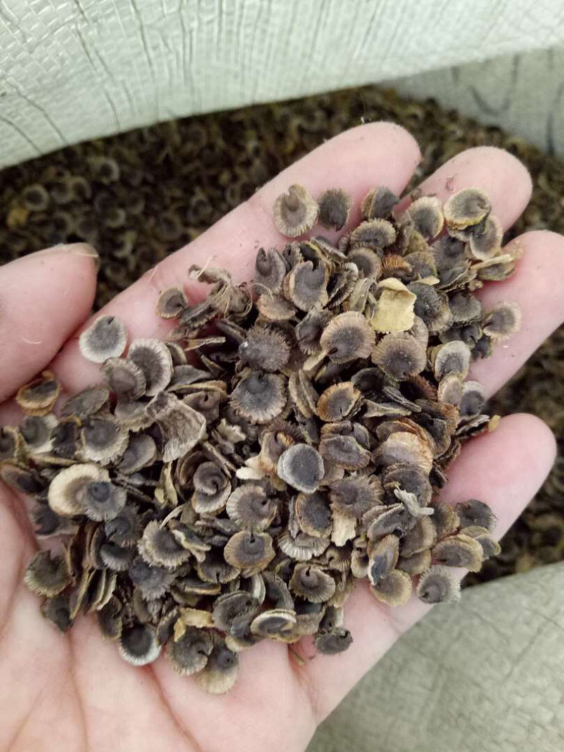 蜀葵种子，蜀葵花种子