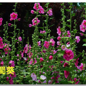 蜀葵种子，蜀葵花种子