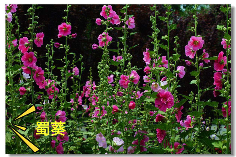 蜀葵种子，蜀葵花种子