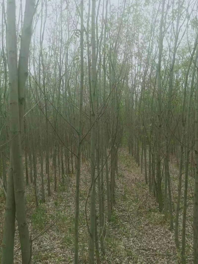 800亩竹柳苗圃供应竹柳1—10公分，垂柳，旱柳，直柳