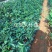 爱媛（红美人），包正宗假一赔十，提供免费种植技术