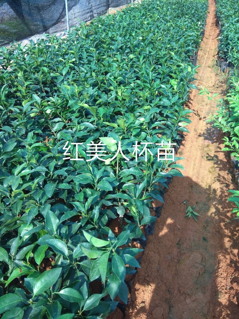 爱媛（红美人），包正宗假一赔十，提供免费种植技术