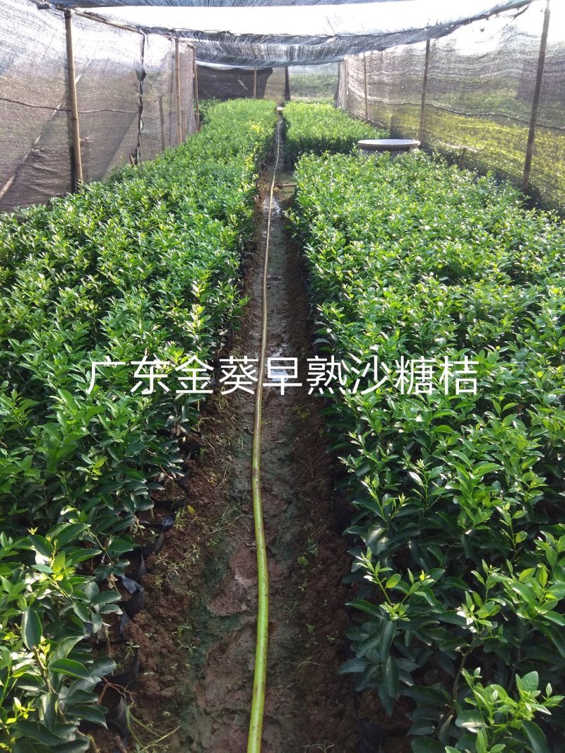 广东金葵早熟沙糖桔苗，包正宗假一赔十，提供免费种植技术。