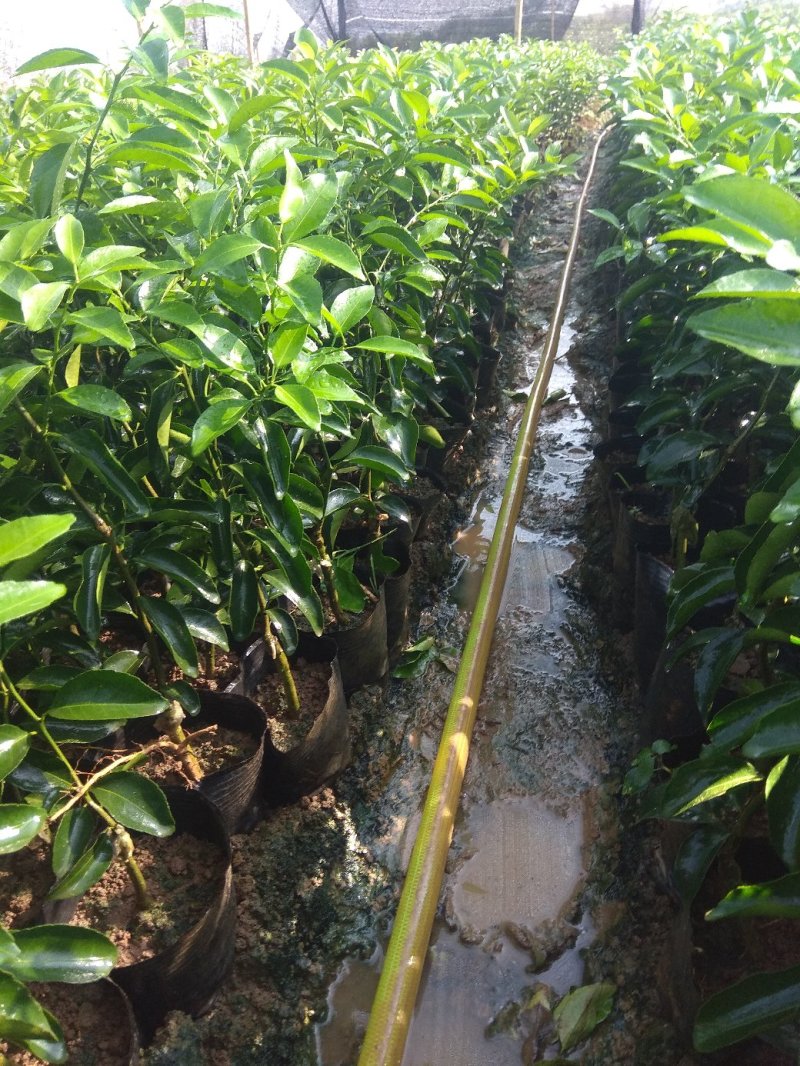 广东金葵早熟沙糖桔苗，包正宗假一赔十，提供免费种植技术。
