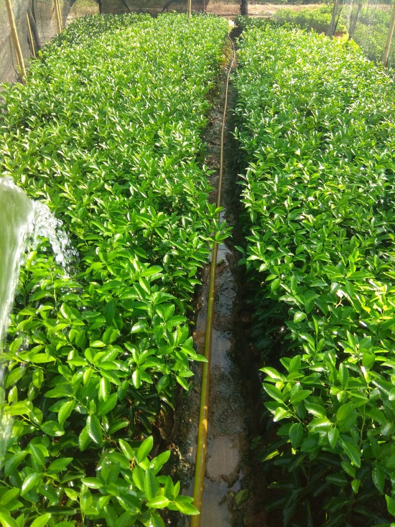 广东金葵早熟沙糖桔苗，包正宗假一赔十，提供免费种植技术。