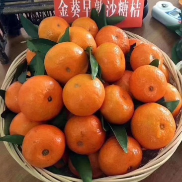 广东金葵早熟沙糖桔苗，包正宗假一赔十，提供免费种植技术。