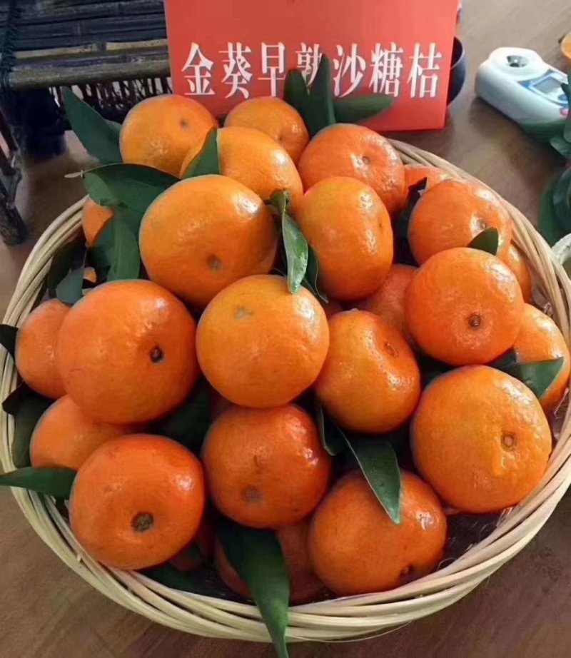 广东金葵早熟沙糖桔苗，包正宗假一赔十，提供免费种植技术。