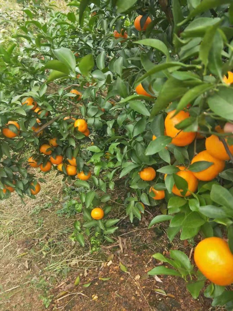 广东金葵早熟沙糖桔苗，包正宗假一赔十，提供免费种植技术。