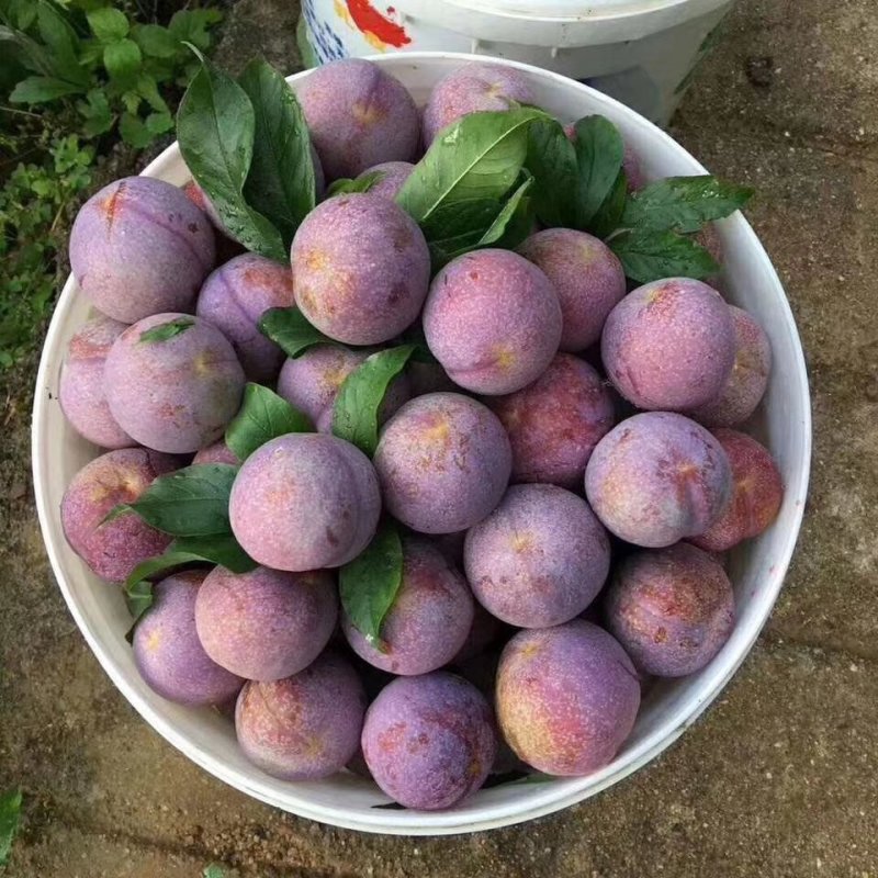 大果三华李苗，包正宗，假一赔十，提供免费种植技术