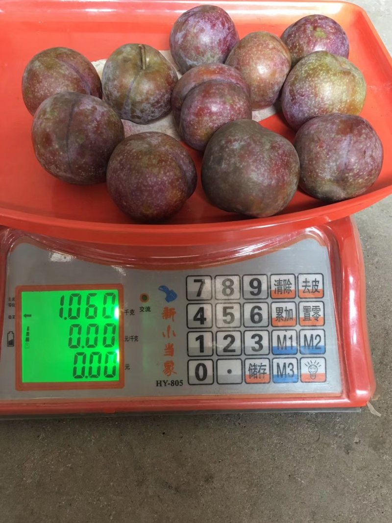 大果三华李苗，包正宗，假一赔十，提供免费种植技术
