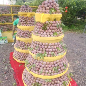 三华李树苗，包正宗，假一赔十，提供免费种植技术