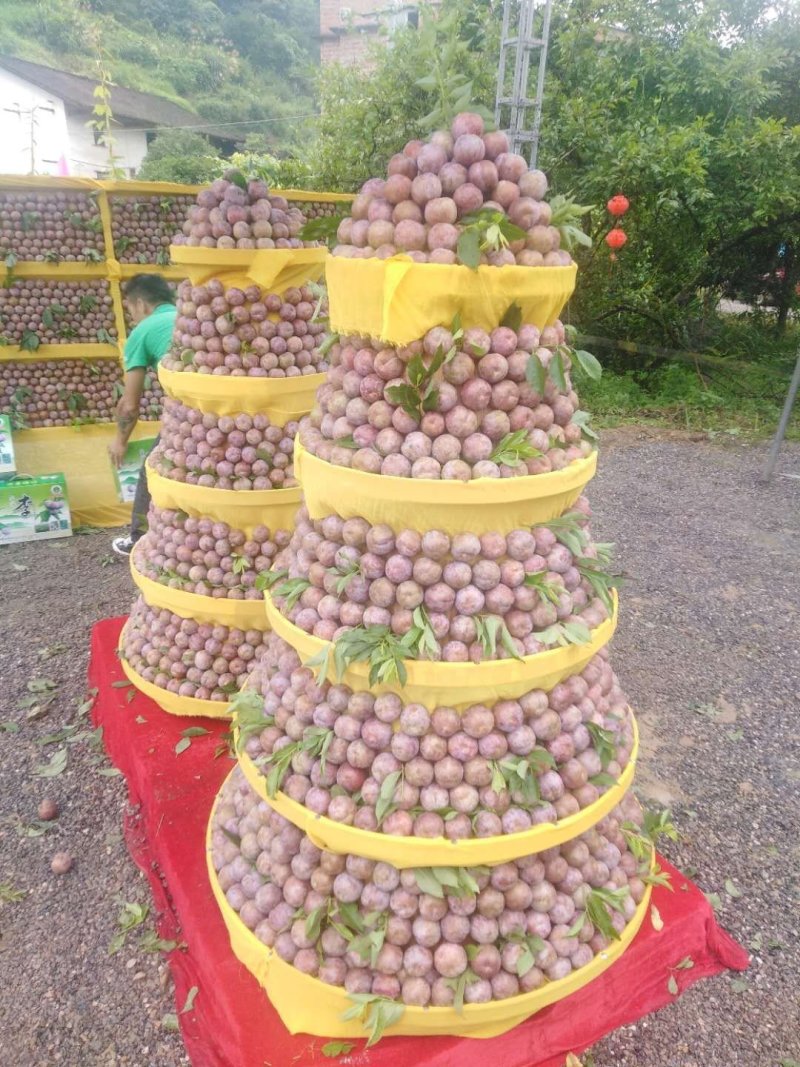 三华李树苗，包正宗，假一赔十，提供免费种植技术